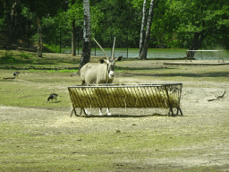 Sable Antelope at the Safaripark Beekse Bergen, viewed from the car during the Autosafari