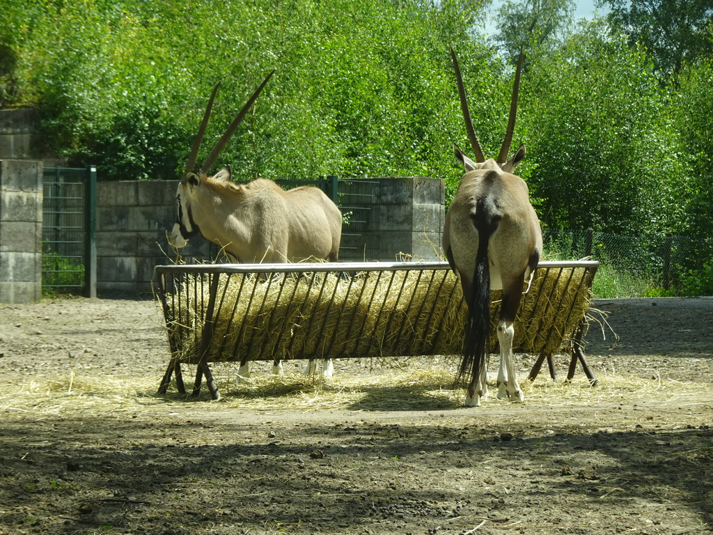 Sable Antelopes at the Safaripark Beekse Bergen, viewed from the car during the Autosafari