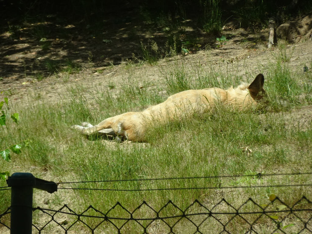 African Wild Dog at the Safaripark Beekse Bergen, viewed from the car during the Autosafari