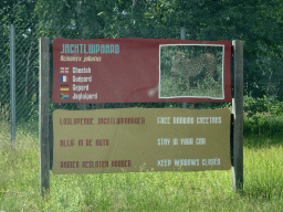 Explanation on the Cheetah at the Safaripark Beekse Bergen, viewed from the car during the Autosafari