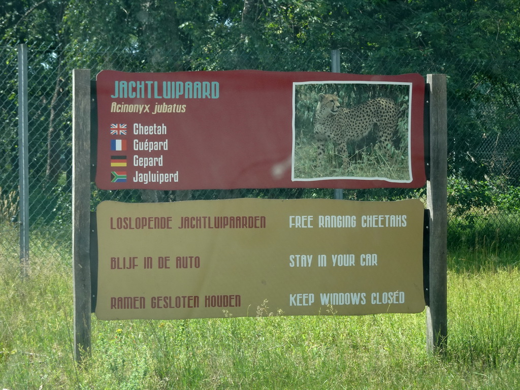 Explanation on the Cheetah at the Safaripark Beekse Bergen, viewed from the car during the Autosafari