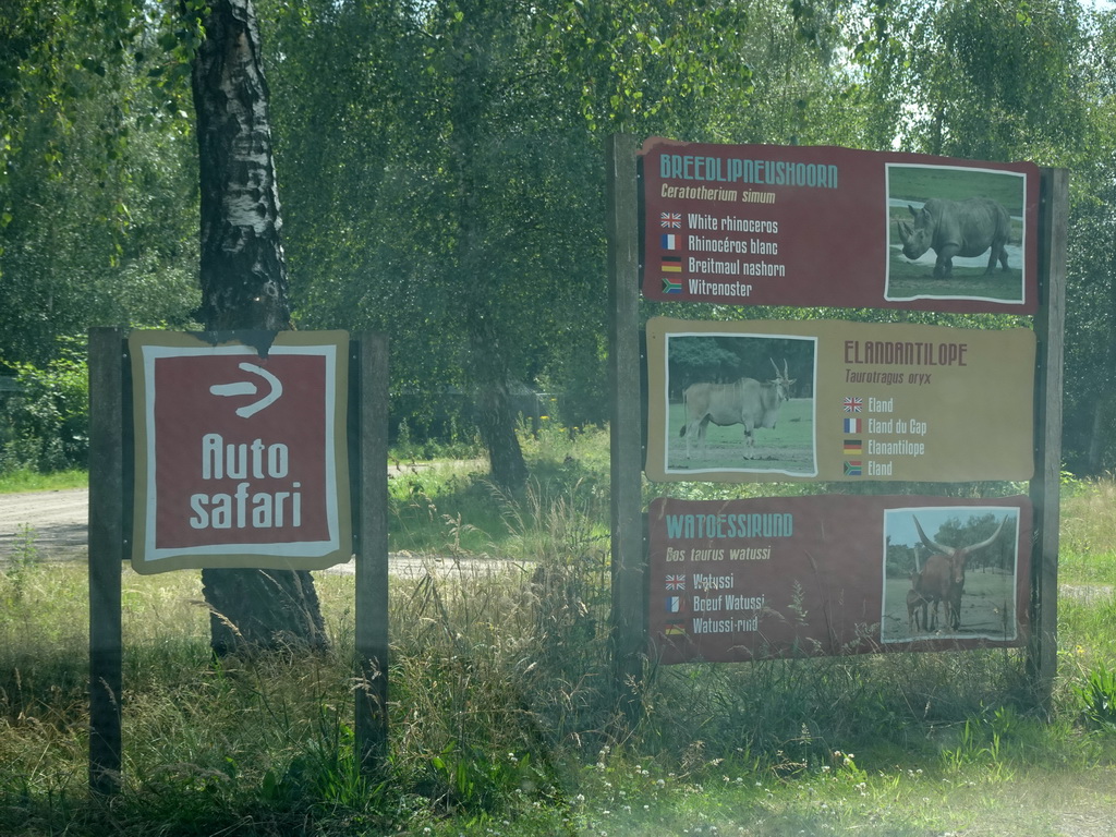 Explanation on the Square-lipped Rhinoceros, Common Eland and Watusi Cattle at the Safaripark Beekse Bergen, viewed from the car during the Autosafari