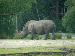 Square-lipped Rhinoceros at the Safaripark Beekse Bergen, viewed from the car during the Autosafari