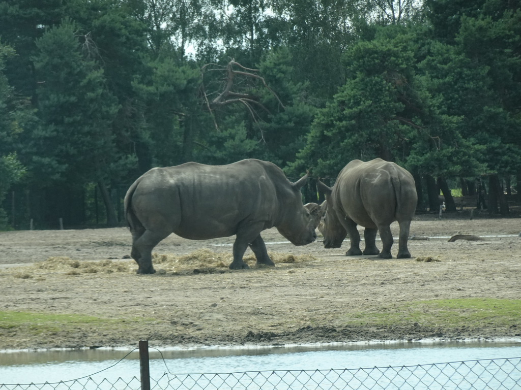 Square-lipped Rhinoceroses at the Safaripark Beekse Bergen, viewed from the car during the Autosafari