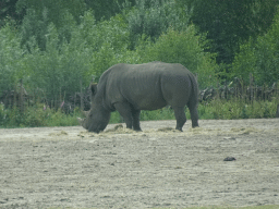 Square-lipped Rhinoceros at the Safaripark Beekse Bergen, viewed from the car during the Autosafari