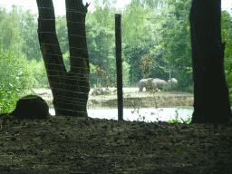 Square-lipped Rhinoceroses and Watusi Cattle at the Safaripark Beekse Bergen, viewed from the car during the Autosafari