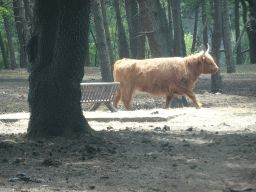 Highland Cattle at the Safaripark Beekse Bergen, viewed from the car during the Autosafari