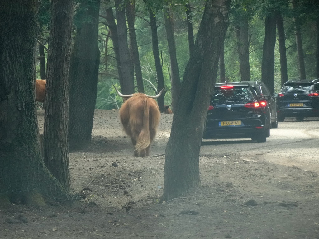 Highland Cattle at the Safaripark Beekse Bergen, viewed from the car during the Autosafari