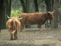 Highland Cattle at the Safaripark Beekse Bergen, viewed from the car during the Autosafari