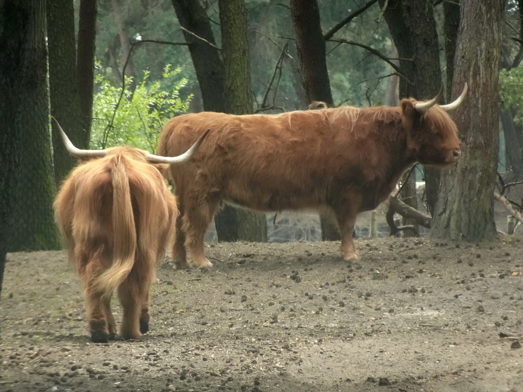 Highland Cattle at the Safaripark Beekse Bergen, viewed from the car during the Autosafari