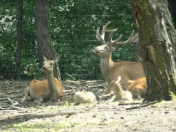 European Red Deer at the Safaripark Beekse Bergen, viewed from the car during the Autosafari