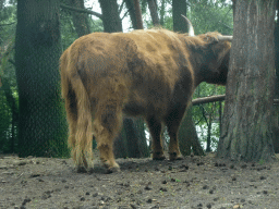 Highland Cattle at the Safaripark Beekse Bergen, viewed from the car during the Autosafari