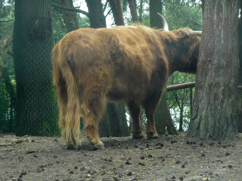 Highland Cattle at the Safaripark Beekse Bergen, viewed from the car during the Autosafari