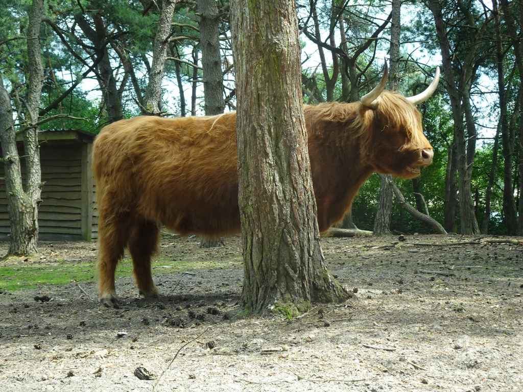 Highland Cattle at the Safaripark Beekse Bergen, viewed from the car during the Autosafari