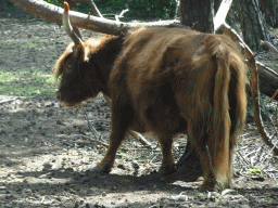 Highland Cattle at the Safaripark Beekse Bergen, viewed from the car during the Autosafari