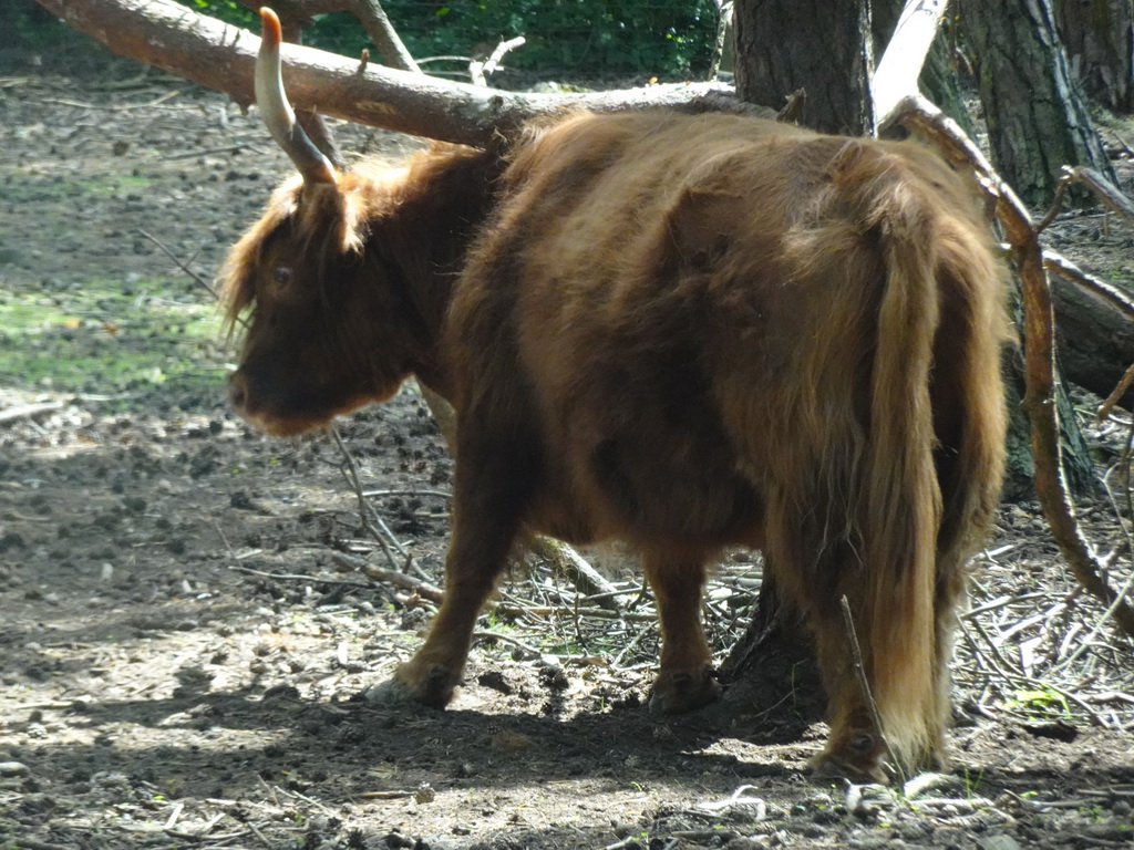 Highland Cattle at the Safaripark Beekse Bergen, viewed from the car during the Autosafari