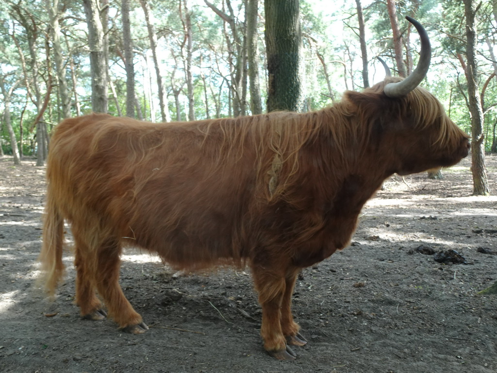 Highland Cattle at the Safaripark Beekse Bergen, viewed from the car during the Autosafari