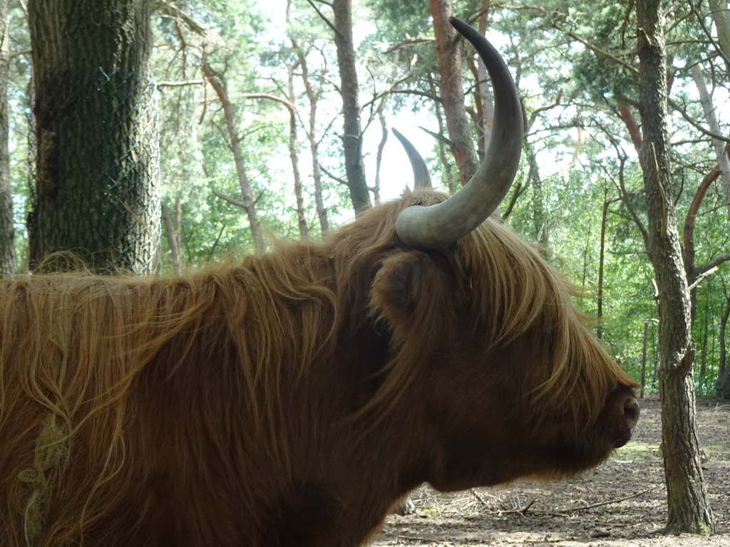 Highland Cattle at the Safaripark Beekse Bergen, viewed from the car during the Autosafari