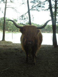 Highland Cattle at the Safaripark Beekse Bergen, viewed from the car during the Autosafari