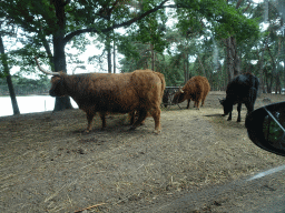 Highland Cattle at the Safaripark Beekse Bergen, viewed from the car during the Autosafari