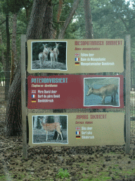 Explanation on the Fallow Deer, Père David`s Deer and Sika Deer at the Safaripark Beekse Bergen, viewed from the car during the Autosafari