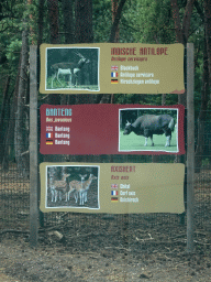 Explanation on the Blackbuck, Banteng and Chital at the Safaripark Beekse Bergen, viewed from the car during the Autosafari