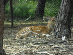 Chital at the Safaripark Beekse Bergen, viewed from the car during the Autosafari