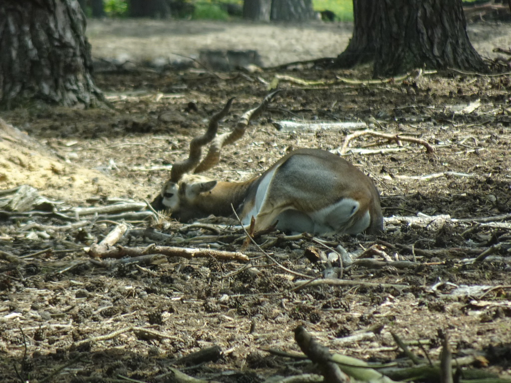 Blackbuck at the Safaripark Beekse Bergen, viewed from the car during the Autosafari