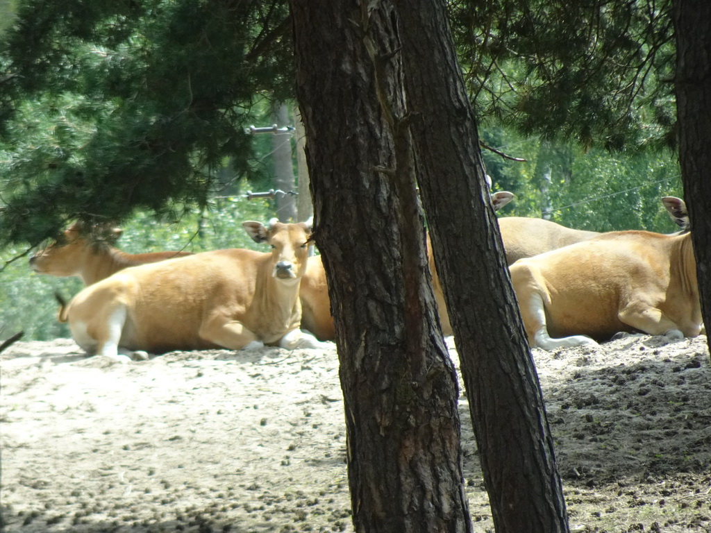 Bantengs at the Safaripark Beekse Bergen, viewed from the car during the Autosafari