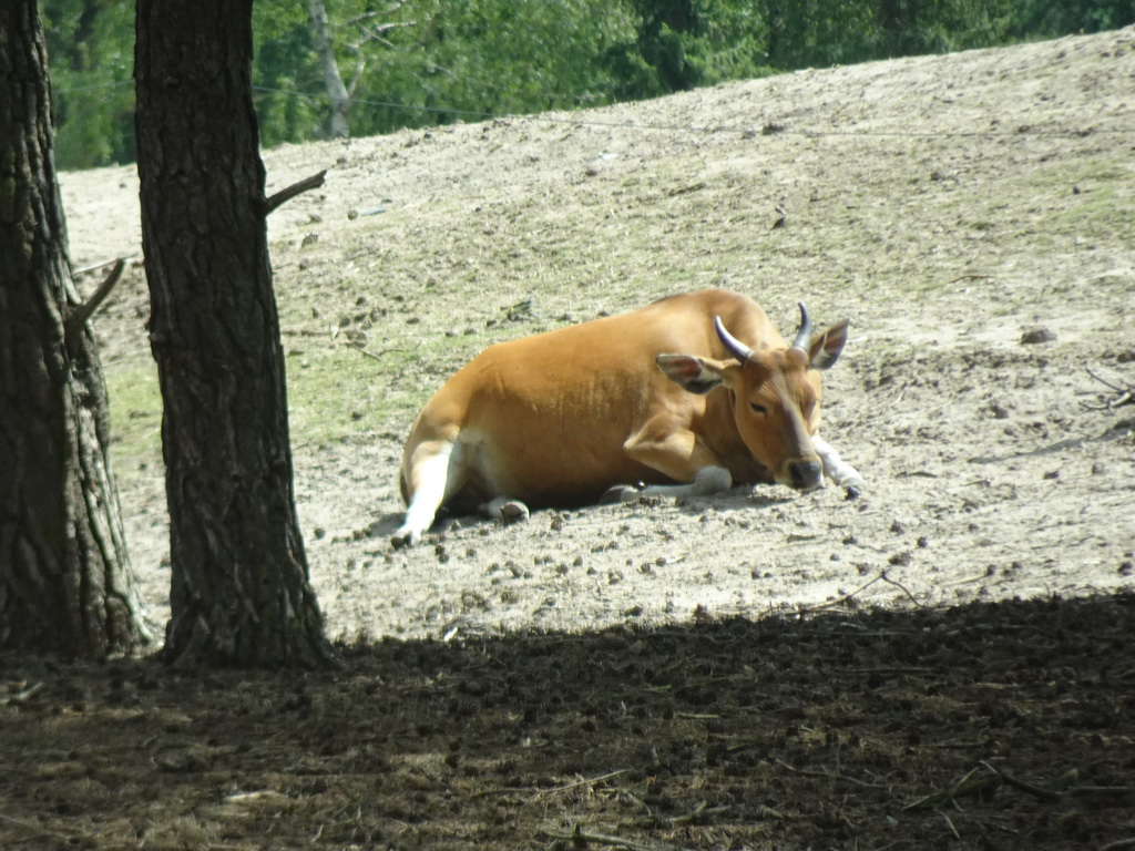 Banteng at the Safaripark Beekse Bergen, viewed from the car during the Autosafari