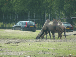 Camels at the Safaripark Beekse Bergen, viewed from the car during the Autosafari