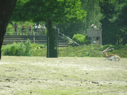Blackbuck and the Birds of Prey Safari area at the Safaripark Beekse Bergen, viewed from the car during the Autosafari