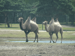 Camels at the Safaripark Beekse Bergen, viewed from the car during the Autosafari