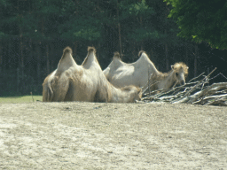 Camels at the Safaripark Beekse Bergen, viewed from the car during the Autosafari