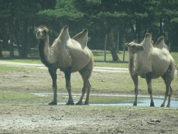 Camels at the Safaripark Beekse Bergen, viewed from the car during the Autosafari