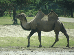 Camel at the Safaripark Beekse Bergen, viewed from the car during the Autosafari