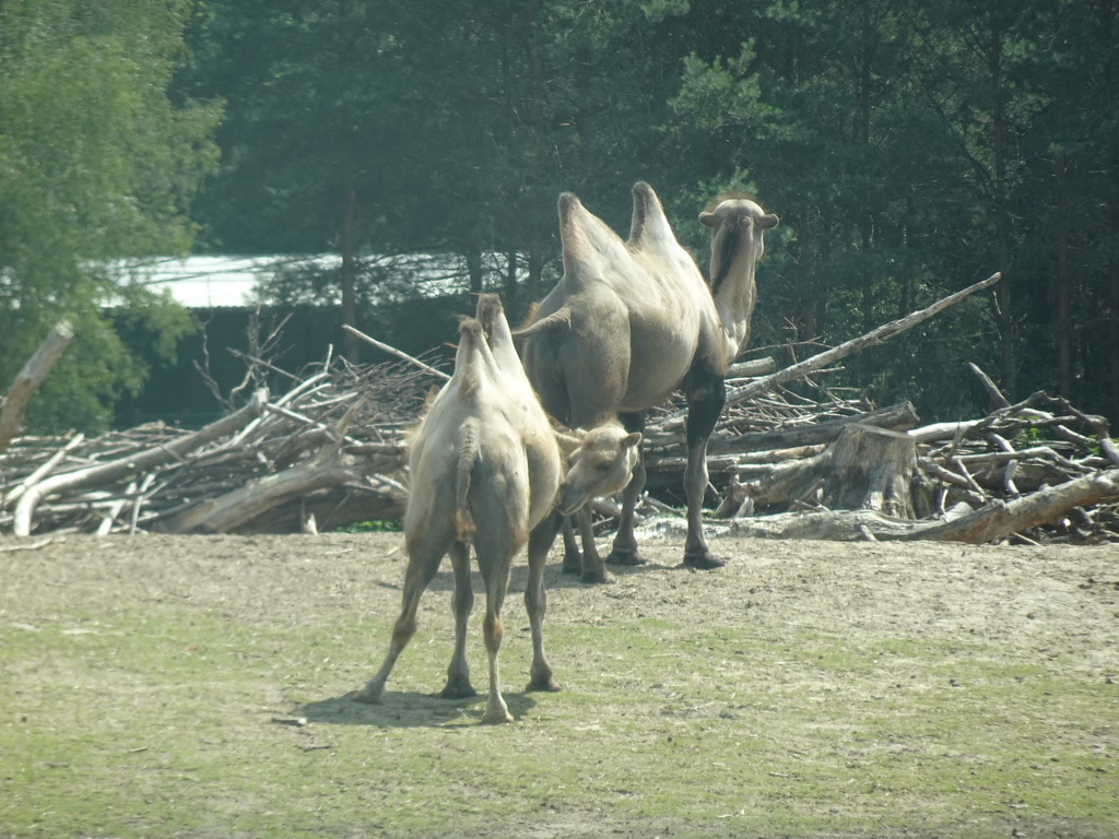 Camels at the Safaripark Beekse Bergen, viewed from the car during the Autosafari