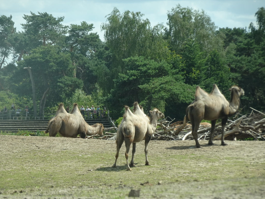 Camels and the Birds of Prey Safari area at the Safaripark Beekse Bergen, viewed from the car during the Autosafari