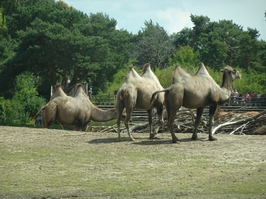 Camels and the Birds of Prey Safari area at the Safaripark Beekse Bergen, viewed from the car during the Autosafari