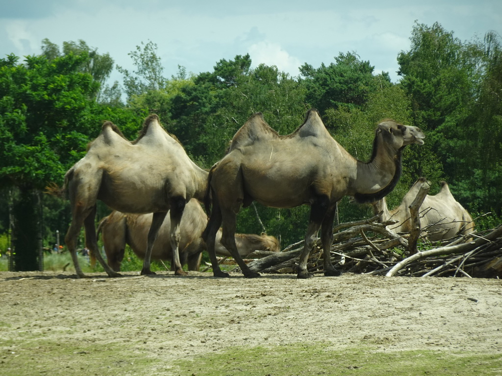 Camels at the Safaripark Beekse Bergen, viewed from the car during the Autosafari