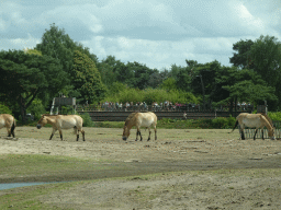 Przewalski`s Horses and the Birds of Prey Safari area at the Safaripark Beekse Bergen, viewed from the car during the Autosafari