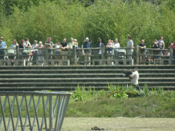 Birds of Prey Safari area at the Safaripark Beekse Bergen, viewed from the car during the Autosafari