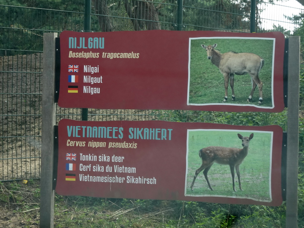 Explanation on the Nilgai and Tonkin Sika Deer at the Safaripark Beekse Bergen, viewed from the car during the Autosafari