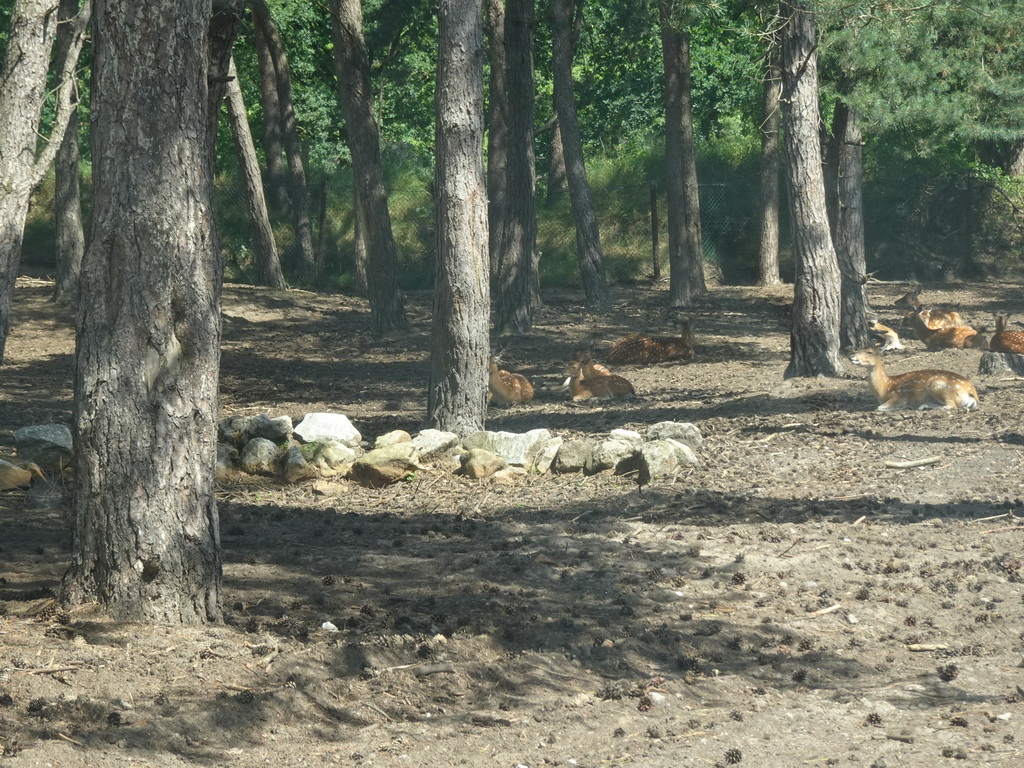 Tonkin Sika Deer at the Safaripark Beekse Bergen, viewed from the car during the Autosafari