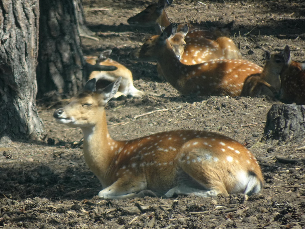 Tonkin Sika Deer at the Safaripark Beekse Bergen, viewed from the car during the Autosafari