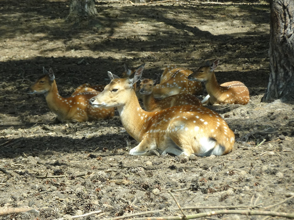 Tonkin Sika Deer at the Safaripark Beekse Bergen, viewed from the car during the Autosafari