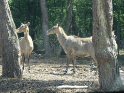 Nilgais at the Safaripark Beekse Bergen, viewed from the car during the Autosafari