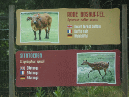 Explanation on the Dwarf Forest Buffalo and Sitatunga at the Safaripark Beekse Bergen, viewed from the car during the Autosafari