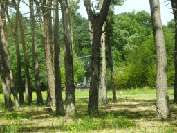 Walkway over the Sloth Bear enclosure at the Safaripark Beekse Bergen, viewed from the car during the Autosafari