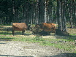 Dwarf Forest Buffalos at the Safaripark Beekse Bergen, viewed from the car during the Autosafari